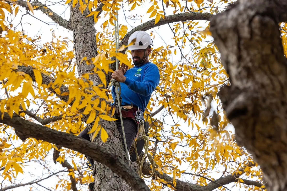 Skilled Dead Tree Removal crew working in Wilton
